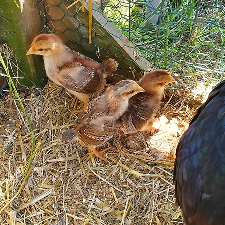 A La Ferme 公寓 *