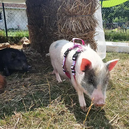 公寓 A La Ferme Sablonnieres