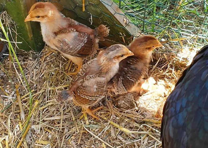à La Ferme Appartement *