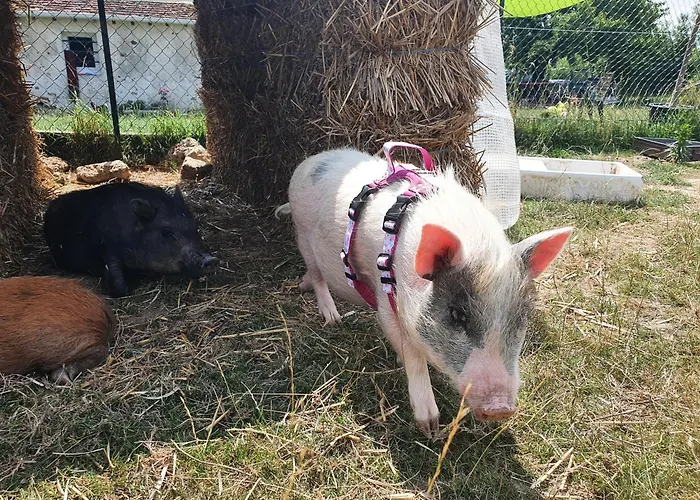 Appartement à La Ferme Sablonnieres
